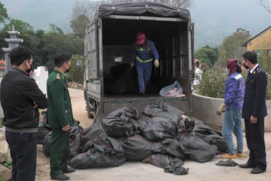 Lào Cai tiêu hủy hơn 1.500 kg tai lợn không rõ nguồn gốc