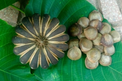 Ăn nhầm quả hạt cây ngô đồng, 11 học sinh nhập viện cấp cứu