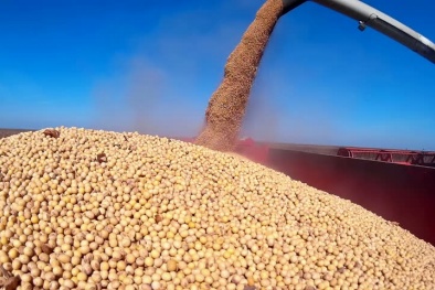Đề xuất giảm thuế nhập khẩu khô đậu tương từ 2% xuống 0%