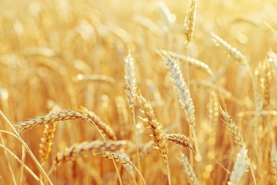 Phát triển lúa mì chỉnh sửa gen giúp giảm lượng hợp chất có thể gây ung thư