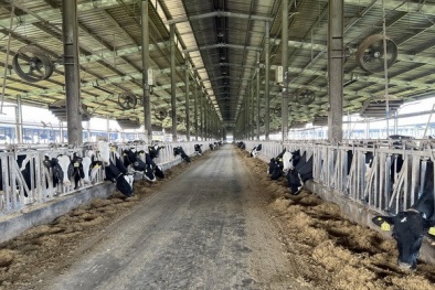 Phạt Công ty TNHH Trang trại bò sữa công nghệ cao Phú Yên 560 triệu đồng vì vi phạm môi trường