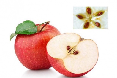 Những loại quả có hạt chứa chất độc tự nhiên cần thận trọng khi ăn