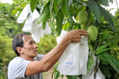 Phân cấp quản lý mã số vùng trồng, cơ sở đóng gói nông sản phục vụ xuất khẩu