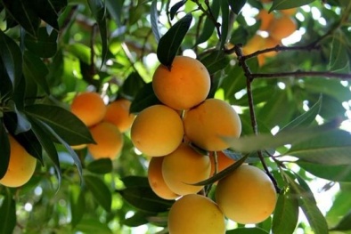 Liên tiếp phát hiện nhiều ca bệnh cấp cứu do tắc ruột sau khi ăn quả thanh trà