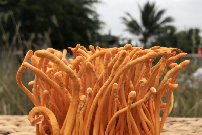 Đông trùng hạ thảo 'chữa bách bệnh' - Chuyên gia khuyến cáo gì?