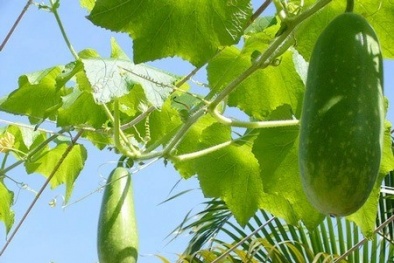 Sử dụng bí đao hỗ trợ giảm cân thế nào để không gây hại sức khỏe