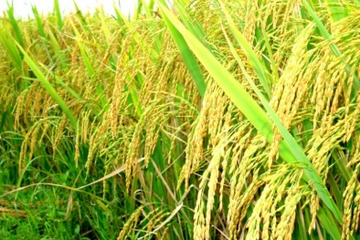 Chính phủ dự kiến phát triển 1 triệu ha lúa chất lượng cao gắn với tăng trưởng xanh