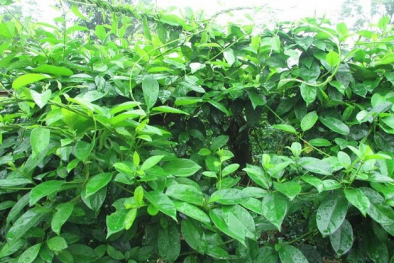 Những nguy cơ khi dùng dây thìa canh cho người mắc bệnh tiểu đường