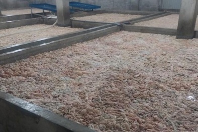 Bắc Ninh: Kiểm tra và phát hiện hơn 7 tấn lòng lợn bốc mùi hôi thối tại Công ty Đông Loan