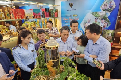 Tăng cường nắm bắt thông tin, kịp thời xử nghiêm vi phạm bảo vệ thương hiệu sâm Ngọc Linh