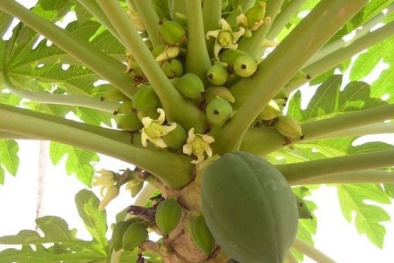 Bài thuốc hoa đu đủ đực chữa được ung thư bán tràn lan, chuyên gia cảnh báo gì?