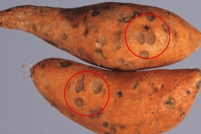 Dấu hiệu nhận biết các loại rau củ, thực phẩm đã hỏng có nguy cơ gây ngộ độc 