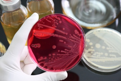 Phát triển thành công que sáng có thể phát hiện vi khuẩn Salmonella