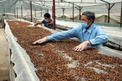 Xây dựng thương hiệu nông sản Việt: Ổn định chất lượng là vấn đề rất quan trọng