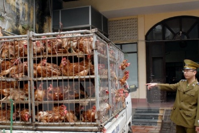 Ngăn chặn, xử lý nghiêm nhập lậu gia cầm, sản phẩm gia cầm qua biên giới