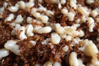 Nguy cơ ngộ độc thực phẩm từ đặc sản trứng kiến