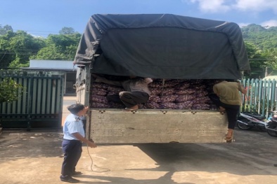 An Giang: Thu giữ 10 tấn củ tỏi tươi không có nhãn phụ bằng tiếng Việt