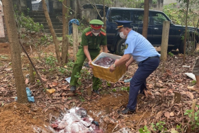 Thu giữ lượng lớn nội tạng và mỡ động vật đã bốc mùi hôi thối