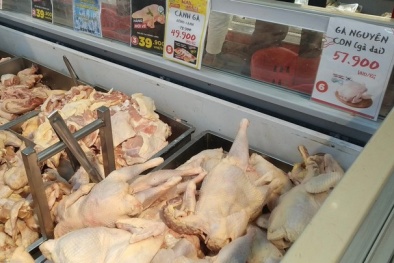 Gà thải loại nhập khẩu ồ ạt vào Việt Nam với giá rẻ, chất lượng ra sao?