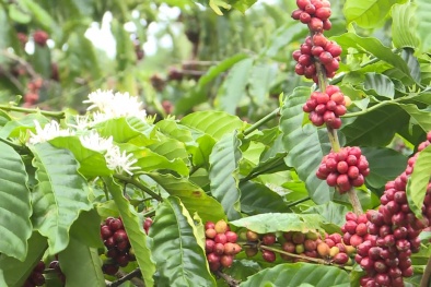 Lâm Đồng sản xuất cà phê hữu cơ có truy xuất nguồn gốc và liên kết chuỗi giá trị