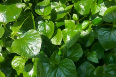 Cẩn trọng 3 tác hại của rau càng cua, cách ăn đảm bảo khoa học