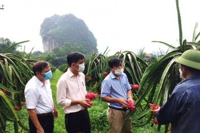 Hòa Bình tăng cường hoạt động cấp và quản lý mã số vùng trồng, mã số cơ sở đóng gói