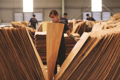 Mỹ lần thứ 8 gia hạn ban hành kết luận cuối cùng điều tra lẩn tránh thuế đối với gỗ dán Việt Nam 