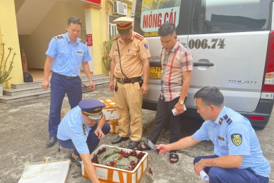 Quảng Ninh: Thu giữ và tiêu hủy 50kg tôm hùm nước ngọt