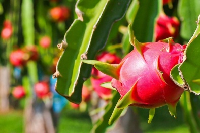 Liên minh châu Âu tiếp tục kiểm soát 3 loại quả của Việt Nam 