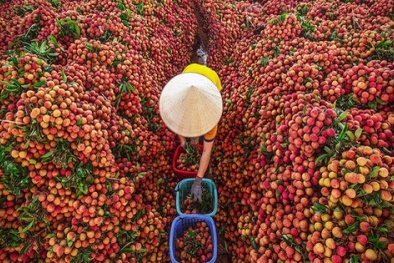 Cảnh giác với hành vi gian lận mã số vùng, mã số đóng gói vải thiều Bắc Giang