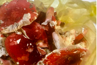 Ngộ độc do ăn nấm đỏ chứa độc mua ngoài chợ