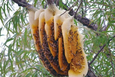 Đặc sản mật ong rừng Tây Bắc rất hiếm, cần tỉnh táo khi lựa chọn sản phẩm bán tràn lan