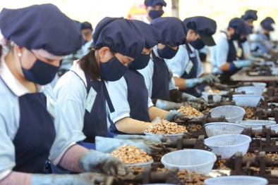 Cảnh báo lừa đảo xuất khẩu điều nhân sang thị trường UAE