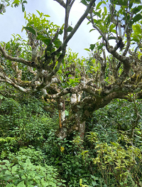 Triển khai xây dựng mô hình chè hữu cơ trong khuôn khổ Chương trình năng suất chất lượng quốc gia