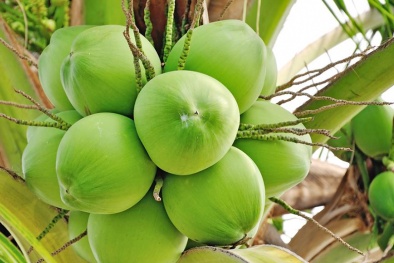 Sẽ kiểm tra thực địa các vùng trồng dừa tươi xuất khẩu sang Trung Quốc