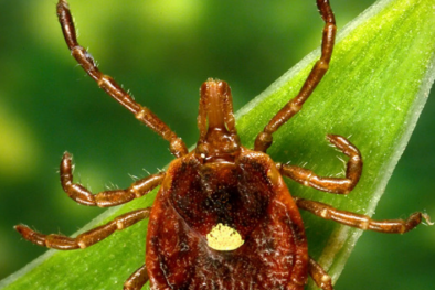 Mỹ cảnh báo: Nguy cơ sốc phản vệ vì mắc hội chứng dị ứng thịt do bọ ve cắn