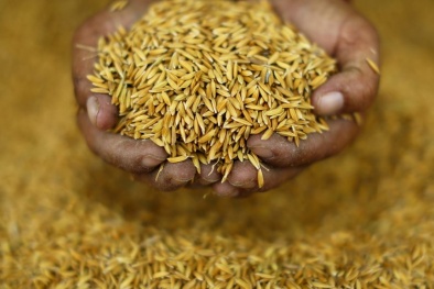 Doanh nghiệp không nên mua gom lúa gạo ồ ạt