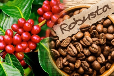 EU cấm kinh doanh cà phê có nguồn gốc từ đất bị phá rừng hoặc đất bạc màu đã bị cấm