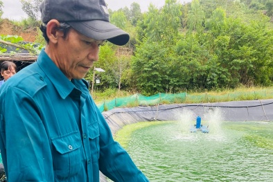 Nâng cao giá trị cho cá chình bông Phú Yên