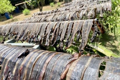 Nguyên nhân thương lái Trung Quốc thu gom giun đất số lượng lớn tại Việt Nam