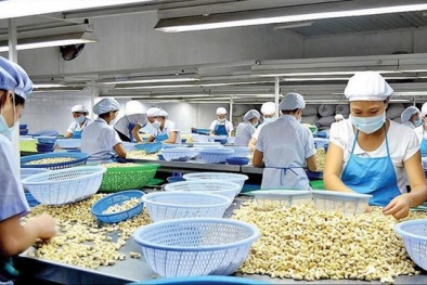 Nhiều doanh nghiệp Việt liên tục bị lừa khi xuất khẩu, đâu là nguyên nhân?
