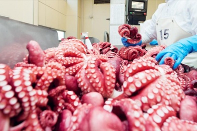 Xuất khẩu mực, bạch tuộc đạt 318 triệu USD