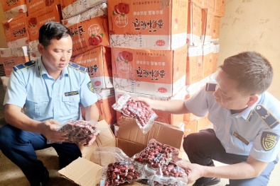 Lào Cai phát hiện lượng lớn táo đỏ khô, thạch trái cây không rõ nguồn gốc xuất xứ