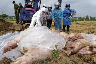 Nguy cơ cao lây nhiễm dịch bệnh châu Phi từ buôn bán vận chuyển trái phép lợn gia tăng