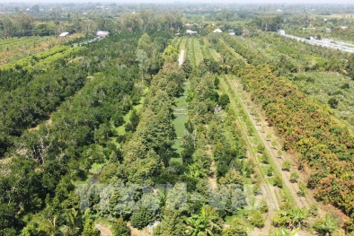 Tăng cường quản lý mã số vùng trồng và cơ sở đóng gói: nền tảng xuất khẩu nông sản bền vững