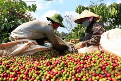 Doanh nghiệp cà phê Việt Nam làm gì để không bị “thẻ vàng” khi xuất khẩu vào châu Âu