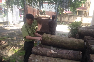 Để bảo đảm truy xuất nguồn gốc gỗ DN cần mua nguyên liệu có chứng chỉ quản lý rừng bền vững