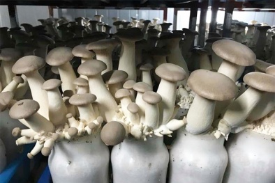 Trồng nấm hữu cơ theo TCVN 11041-11-2023 mang lại sản phẩm an toàn, hiệu quả kinh tế cao