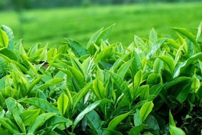 Giải pháp phát triển và nâng cao chất lượng sản phẩm từ cây chè