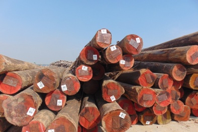 Kiểm soát chặt chẽ nguồn gốc gỗ nhập khẩu, làm căn cứ kiểm tra, truy xuất nguồn gốc